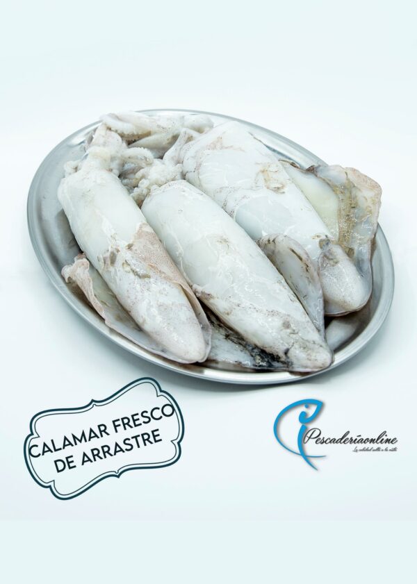 Calamar Fresco | Pescadería Fernando Mesa