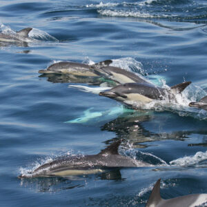 Avistamiento Delfines | Marina Blue