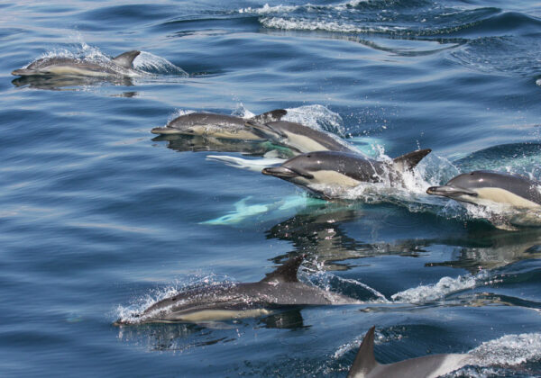 Avistamiento Delfines | Marina Blue