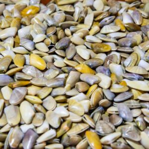 Coquina | Pescadería Ana y Cristina