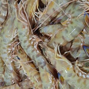 Langostinos de Sanlúcar | Pescaderia Ana y Cristina