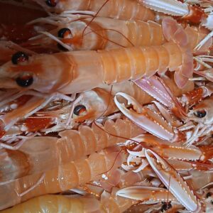 Cigalas de Sanlúcar | Pescadería Ana y Cristina