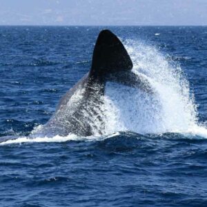 🐋 AVISTAMIENTO DE CETÁCEOS EN LIBERTAD: ADULTO (45 €)